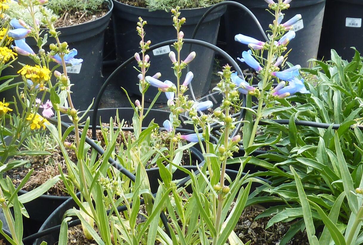Dračík 'Misty Blue' - Penstemon heterophyllus 'Misty Blue'