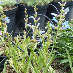 Dračík 'Misty Blue' - Penstemon heterophyllus 'Misty Blue'