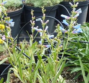 Dračík 'Misty Blue'