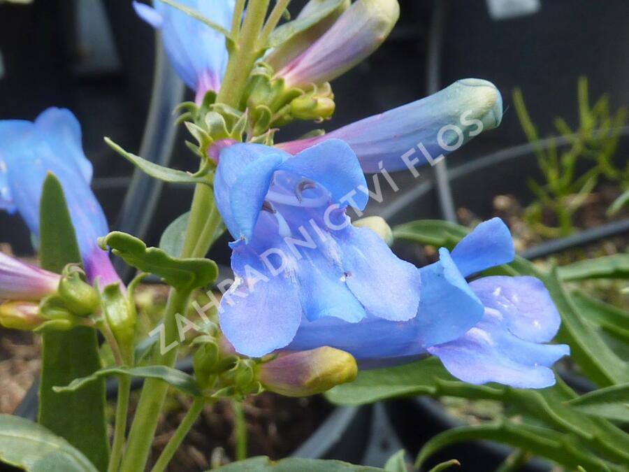 Dračík 'Misty Blue' - Penstemon heterophyllus 'Misty Blue'