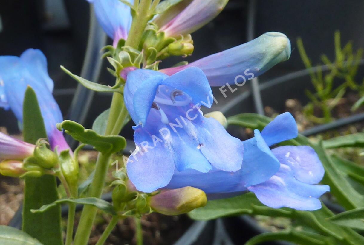 Dračík 'Misty Blue' - Penstemon heterophyllus 'Misty Blue'