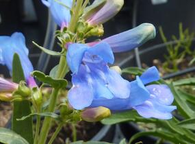 Dračík 'Misty Blue' - Penstemon heterophyllus 'Misty Blue'