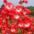 Dračík 'Rubicunda' - Penstemon hartwegii 'Rubicunda'