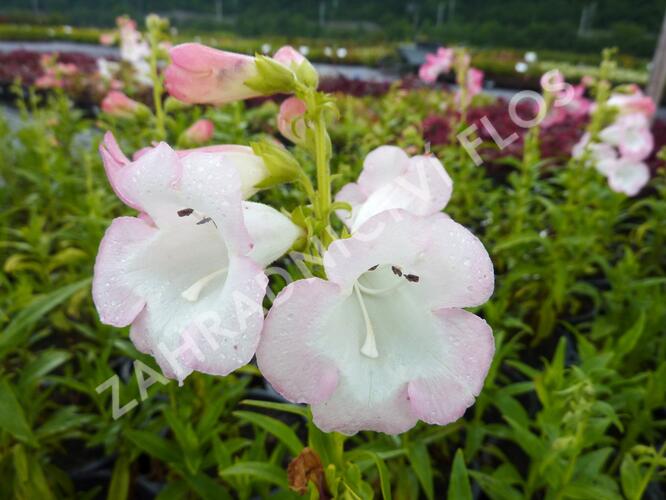 Dračík 'Artist Bell White' - Penstemon hartwegii 'Artist Bell White'