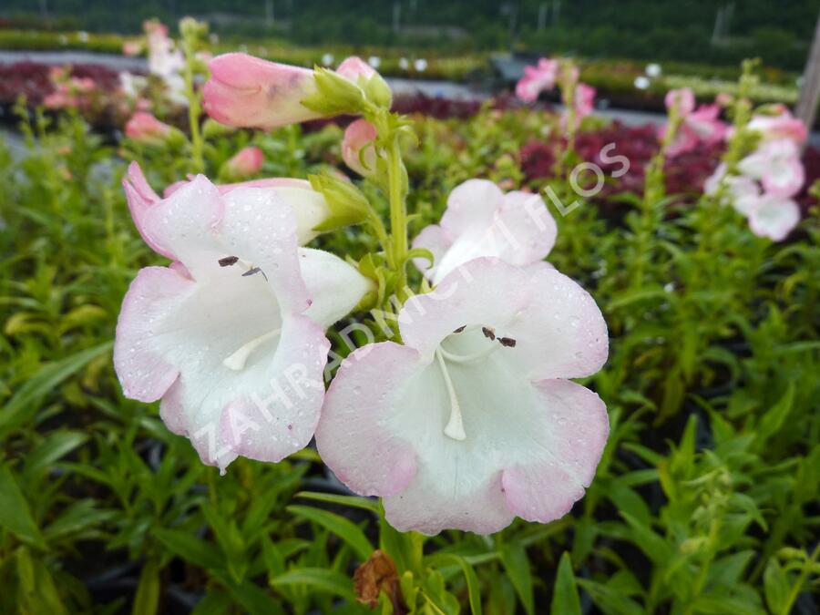 Dračík 'Artist Bell White' - Penstemon hartwegii 'Artist Bell White'