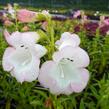 Dračík 'Artist Bell White' - Penstemon hartwegii 'Artist Bell White'