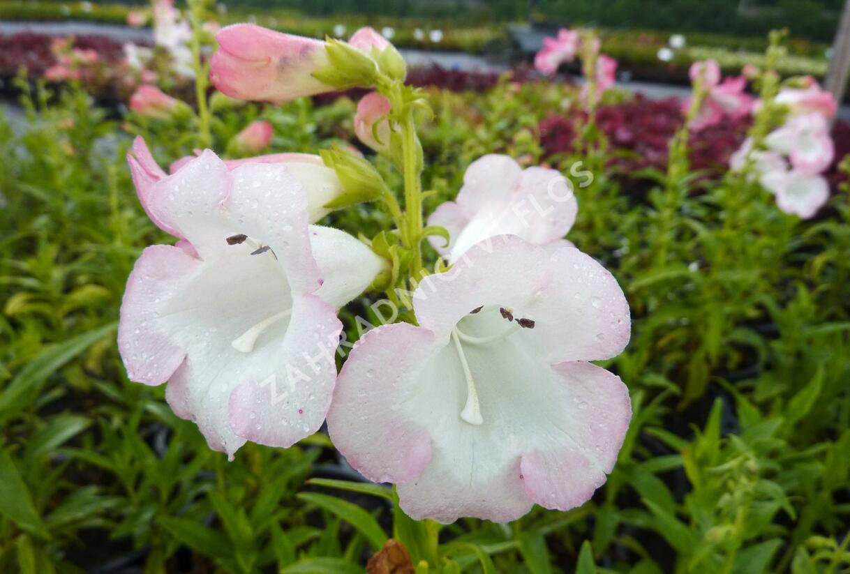 Dračík 'Artist Bell White' - Penstemon hartwegii 'Artist Bell White'