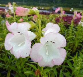 Dračík 'Artist Bell White'