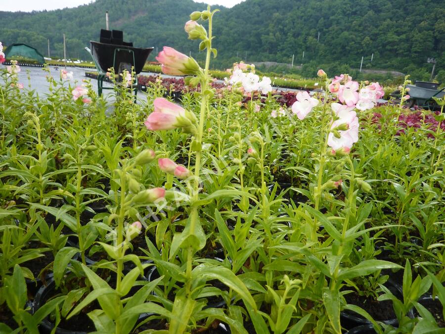 Dračík 'Artist Bell White' - Penstemon hartwegii 'Artist Bell White'