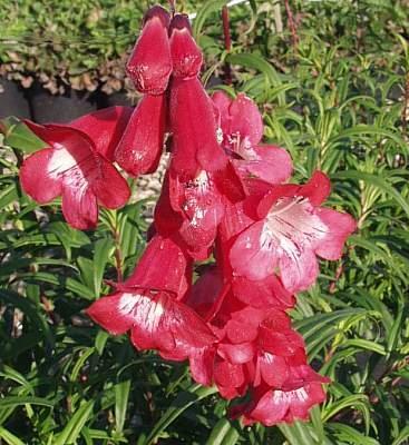 Dračík 'Artist Bell Red' - Penstemon hartwegii 'Artist Bell Red'
