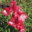 Dračík 'Artist Bell Red' - Penstemon hartwegii 'Artist Bell Red'