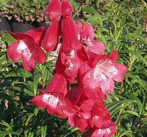 Dračík 'Artist Bell Red'