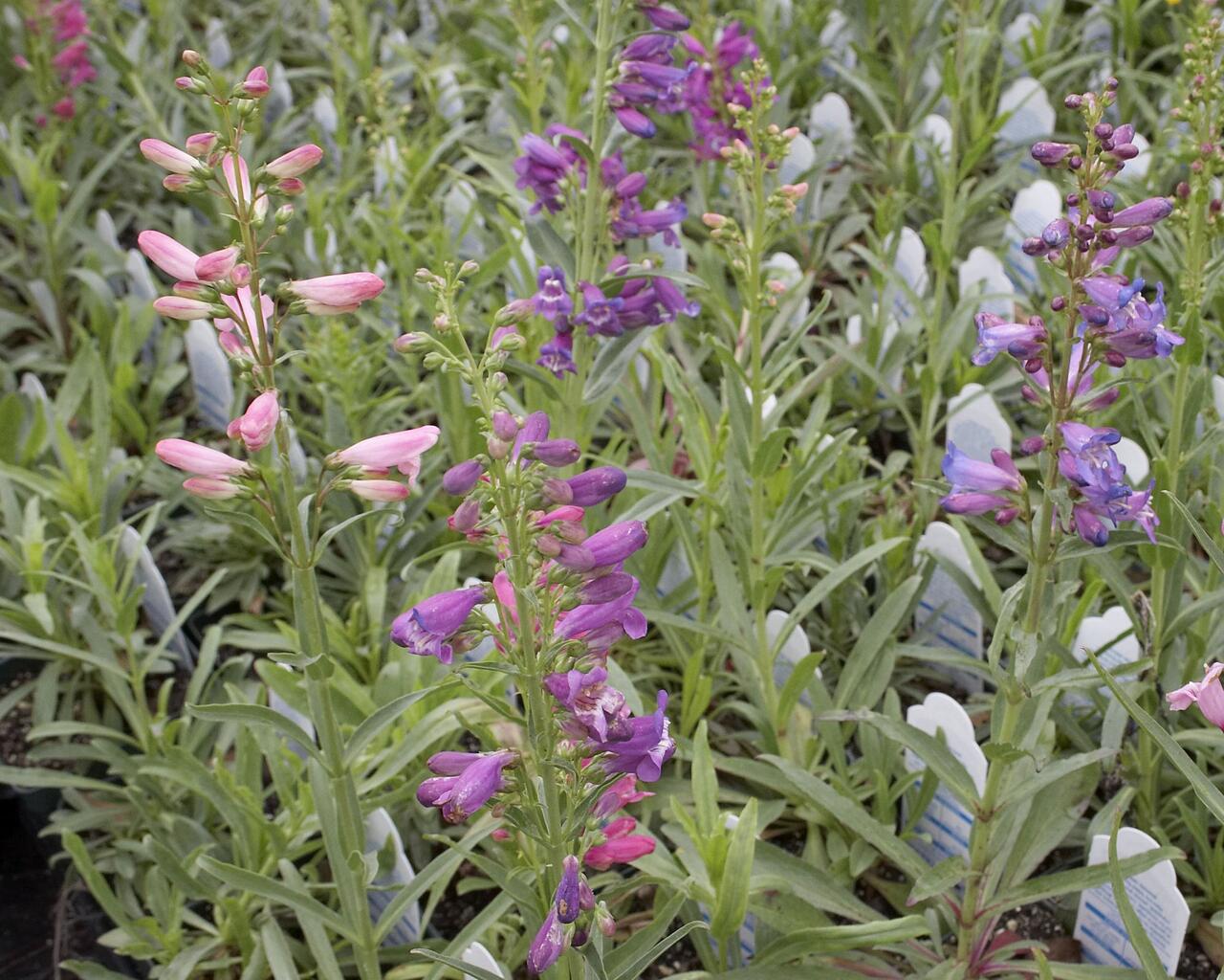 Dračík vousatý 'Rondo' - Penstemon barbatus 'Rondo' | Zahradnictví FLOS