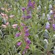 Dračík vousatý 'Rondo' - Penstemon barbatus 'Rondo'