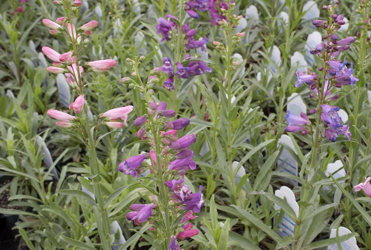 Dračík vousatý 'Rondo' - Penstemon barbatus 'Rondo'