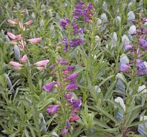 Dračík vousatý 'Rondo' - Penstemon barbatus 'Rondo'