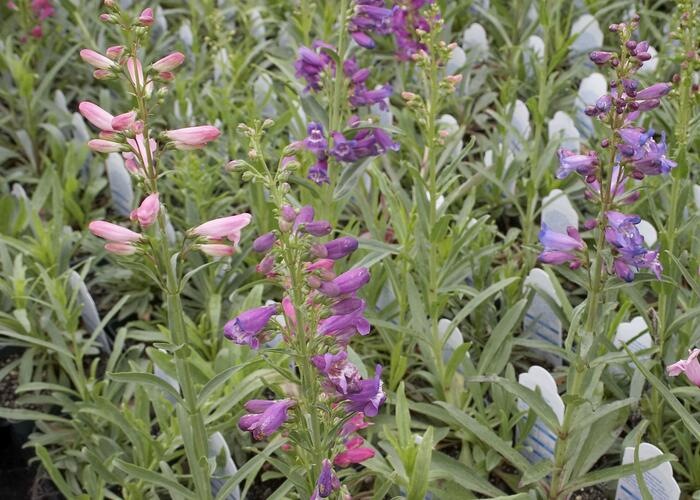 Dračík vousatý 'Rondo' - Penstemon barbatus 'Rondo'