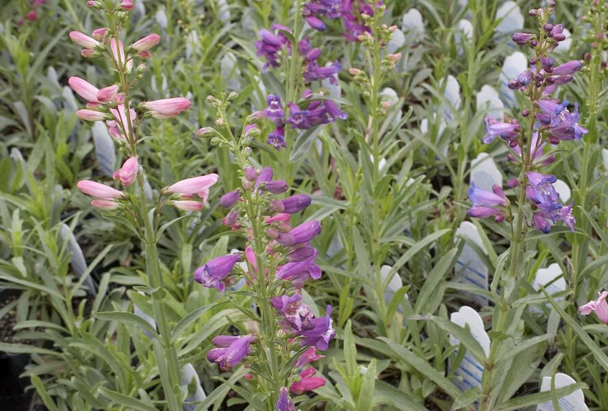 Dračík vousatý 'Rondo' - Penstemon barbatus 'Rondo'