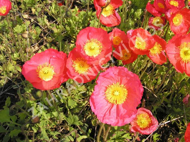 Mák lysý 'Partyfun' - Papaver nudicaule 'Partyfun'