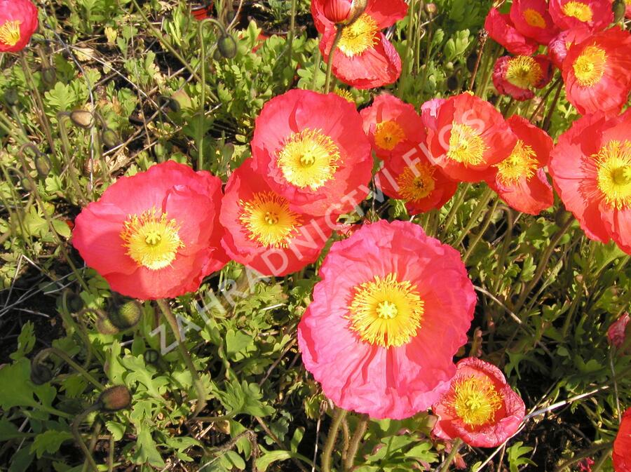 Mák lysý 'Partyfun' - Papaver nudicaule 'Partyfun'