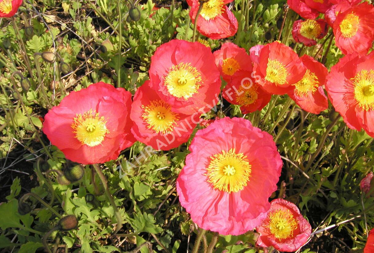 Mák lysý 'Partyfun' - Papaver nudicaule 'Partyfun'
