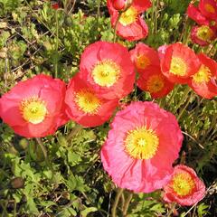 Mák lysý 'Partyfun' - Papaver nudicaule 'Partyfun'