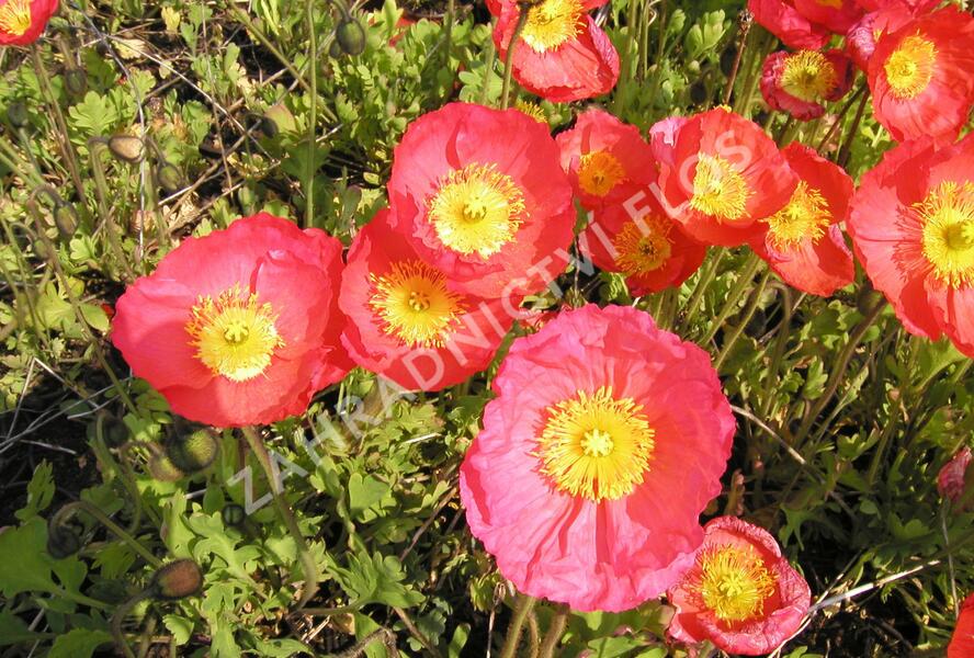 Mák lysý 'Partyfun' - Papaver nudicaule 'Partyfun'