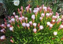 Šťavel - Oxalis versicolor