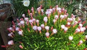 Šťavel - Oxalis versicolor