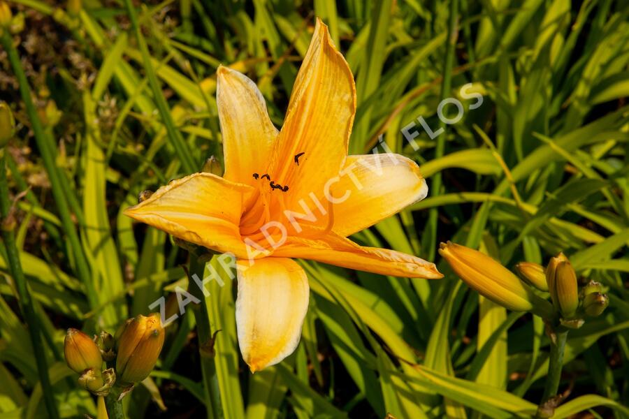 Denivka 'Chicago Sunrise' - Hemerocallis 'Chicago Sunrise'