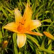 Denivka 'Chicago Sunrise' - Hemerocallis 'Chicago Sunrise'