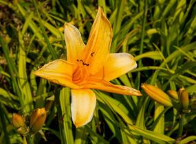 Denivka 'Chicago Sunrise' - Hemerocallis 'Chicago Sunrise'