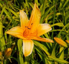 Denivka 'Chicago Sunrise' - Hemerocallis 'Chicago Sunrise'