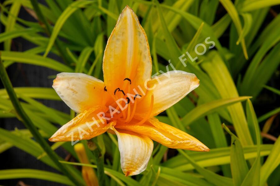 Denivka 'Chicago Sunrise' - Hemerocallis 'Chicago Sunrise'