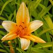 Denivka 'Chicago Sunrise' - Hemerocallis 'Chicago Sunrise'