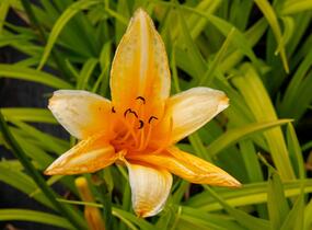 Denivka 'Chicago Sunrise' - Hemerocallis 'Chicago Sunrise'