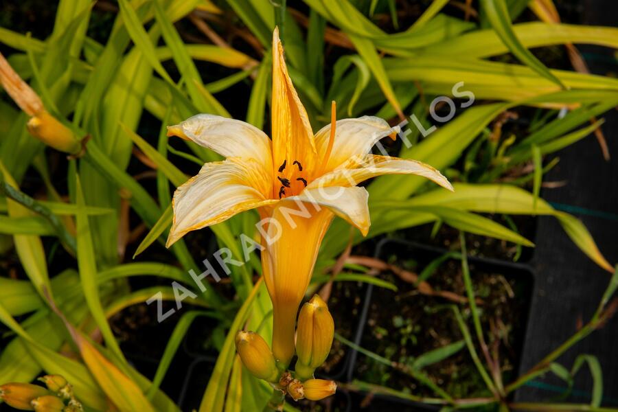 Denivka 'Chicago Sunrise' - Hemerocallis 'Chicago Sunrise'