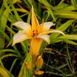 Denivka 'Chicago Sunrise' - Hemerocallis 'Chicago Sunrise'