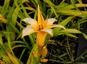 Denivka 'Chicago Sunrise' - Hemerocallis 'Chicago Sunrise'