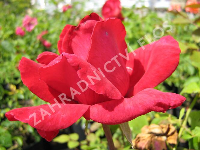 Růže velkokvětá 'Dona' - Rosa VK 'Dona'