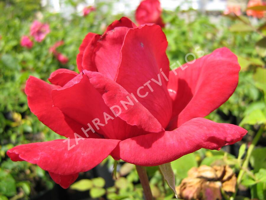 Růže velkokvětá 'Dona' - Rosa VK 'Dona'