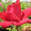 Růže velkokvětá 'Dona' - Rosa VK 'Dona'