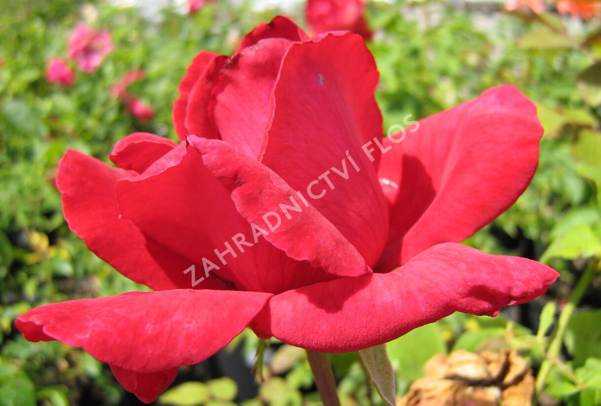 Růže velkokvětá 'Dona' - Rosa VK 'Dona'