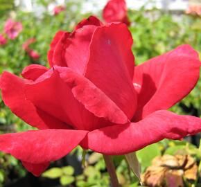 Růže velkokvětá 'Dona' - Rosa VK 'Dona'