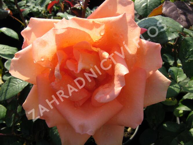 Růže velkokvětá 'Die Welt' - Rosa VK 'Die Welt'