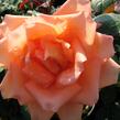 Růže velkokvětá 'Die Welt' - Rosa VK 'Die Welt'