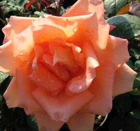 Růže velkokvětá 'Die Welt' - Rosa VK 'Die Welt'