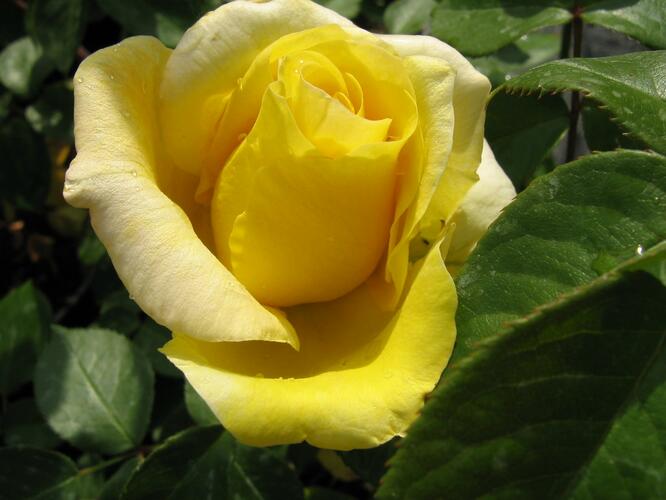 Růže velkokvětá 'Citrina' - Rosa VK 'Citrina'