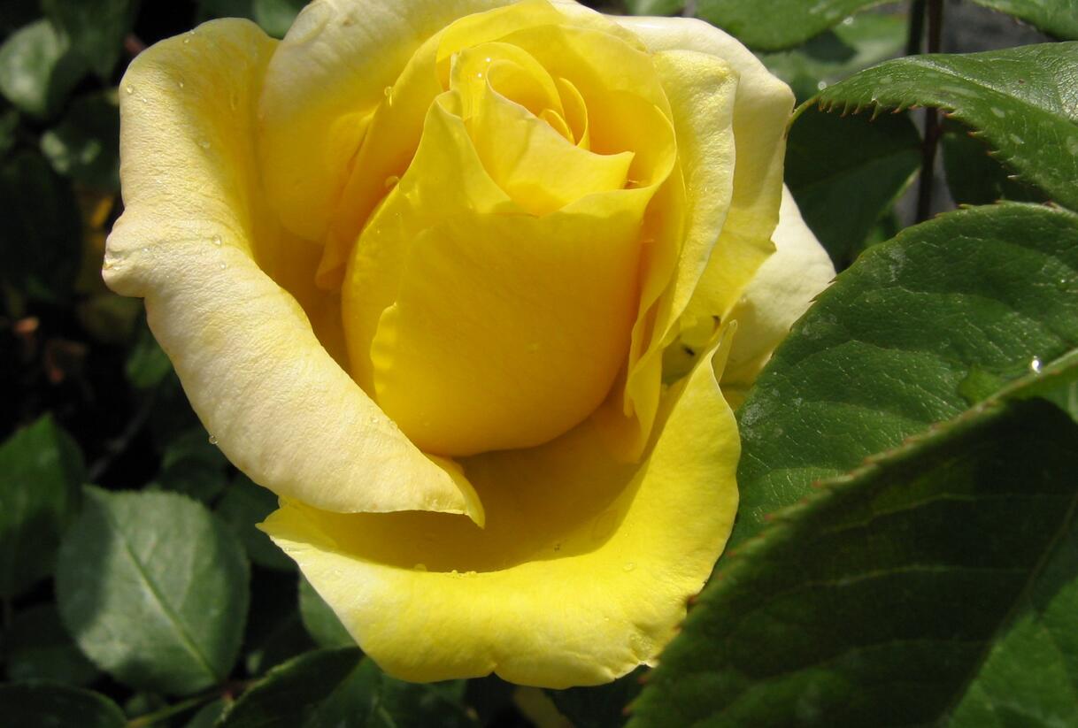 Růže velkokvětá 'Citrina' - Rosa VK 'Citrina'