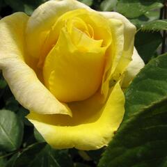 Růže velkokvětá 'Citrina' - Rosa VK 'Citrina'